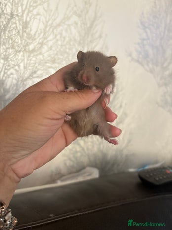 Hamster rodents - Advert 8