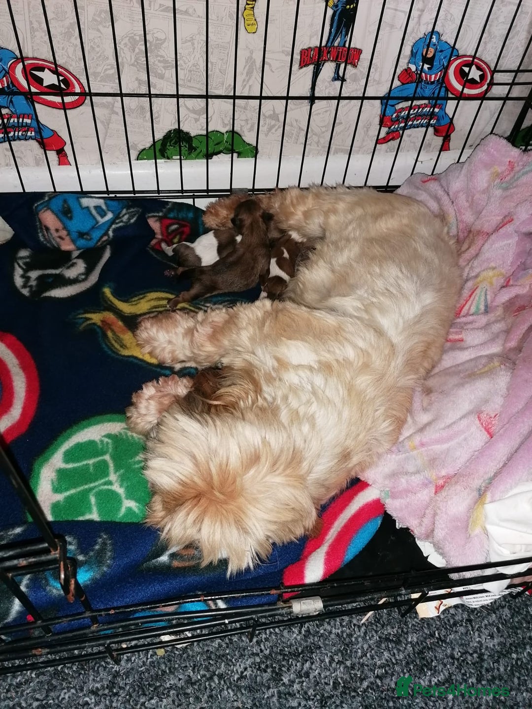 Shih Tzu dogs for stud: KC registered , beautiful stud dog in Cullompton - Advert 11