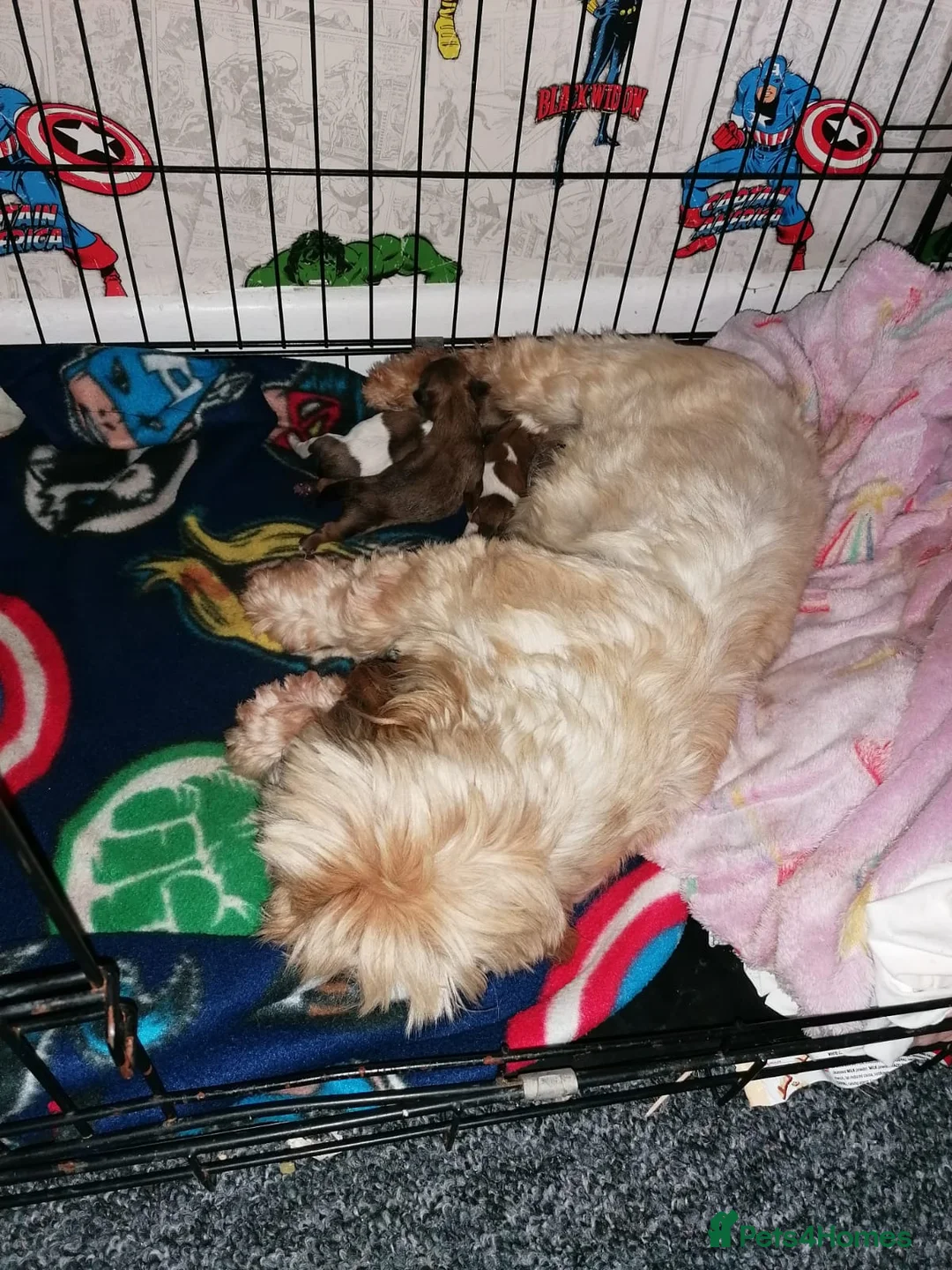 Shih Tzu dogs for stud: KC registered , beautiful stud dog in Cullompton - Advert 11