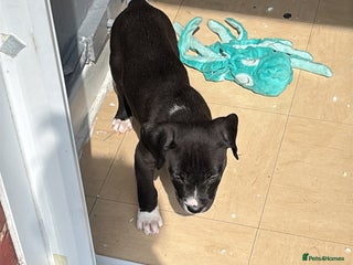 Mixed Breed dogs - Advert 21