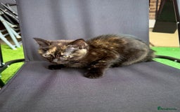 Mixed Breed cats for sale: Cute little one for new home - Image 2