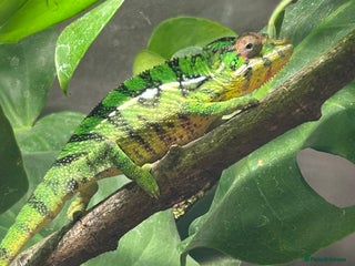 Chameleon reptiles - Advert 1