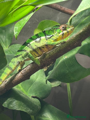 Chameleon reptiles - Advert 1