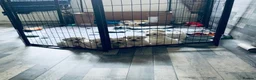 Mixed Breed dogs for sale: Maltese x coton de Tuléar beautiful puppies  - Advert 10
