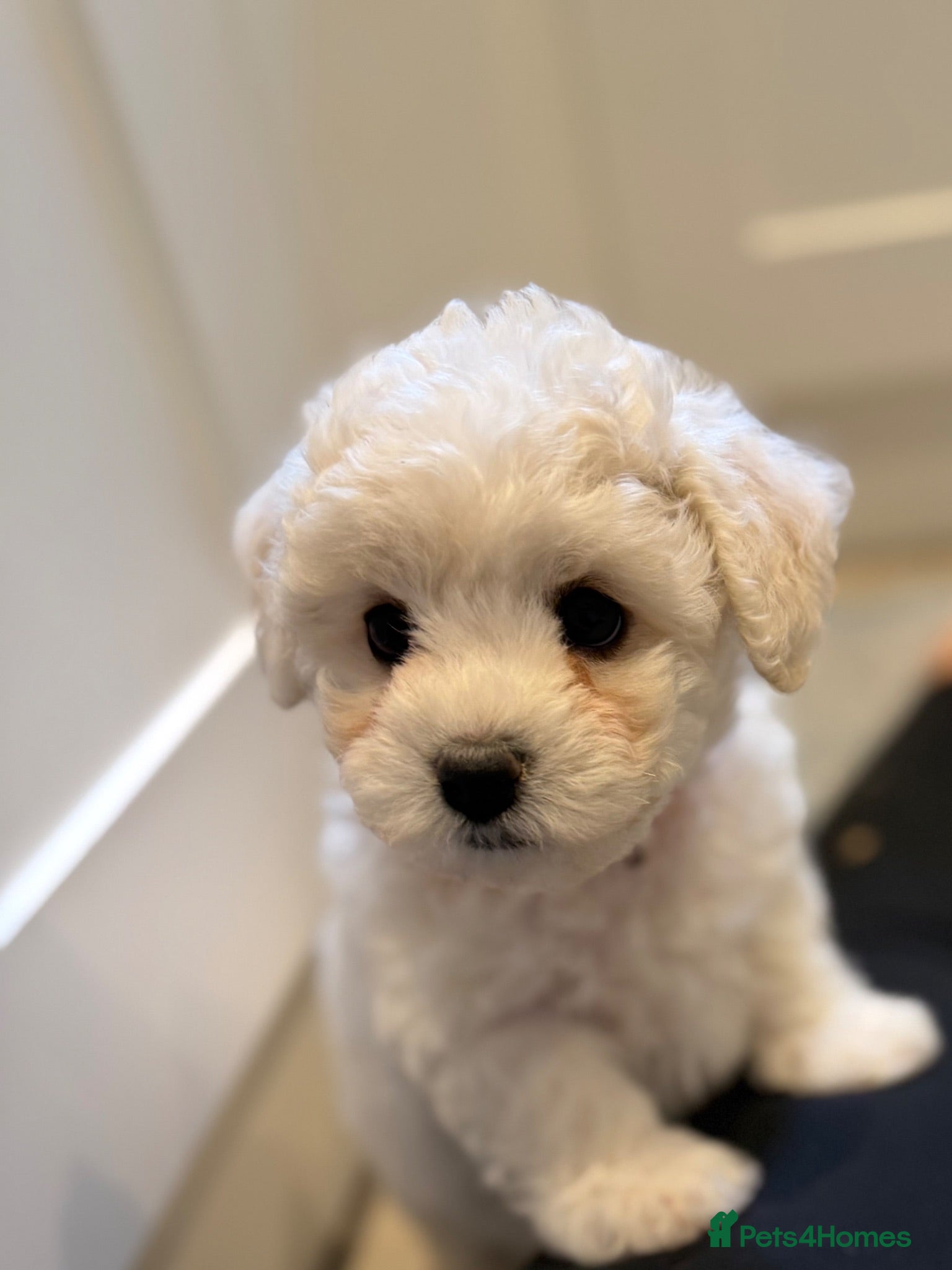 Bichon Frise dogs ⭐️Gorgeous Bichon Frise Puppies Available ⭐️ - Advert 1