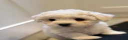 Bichon Frise dogs for sale: ⭐️Gorgeous Bichon Frise Puppies Available ⭐️ - Advert 1