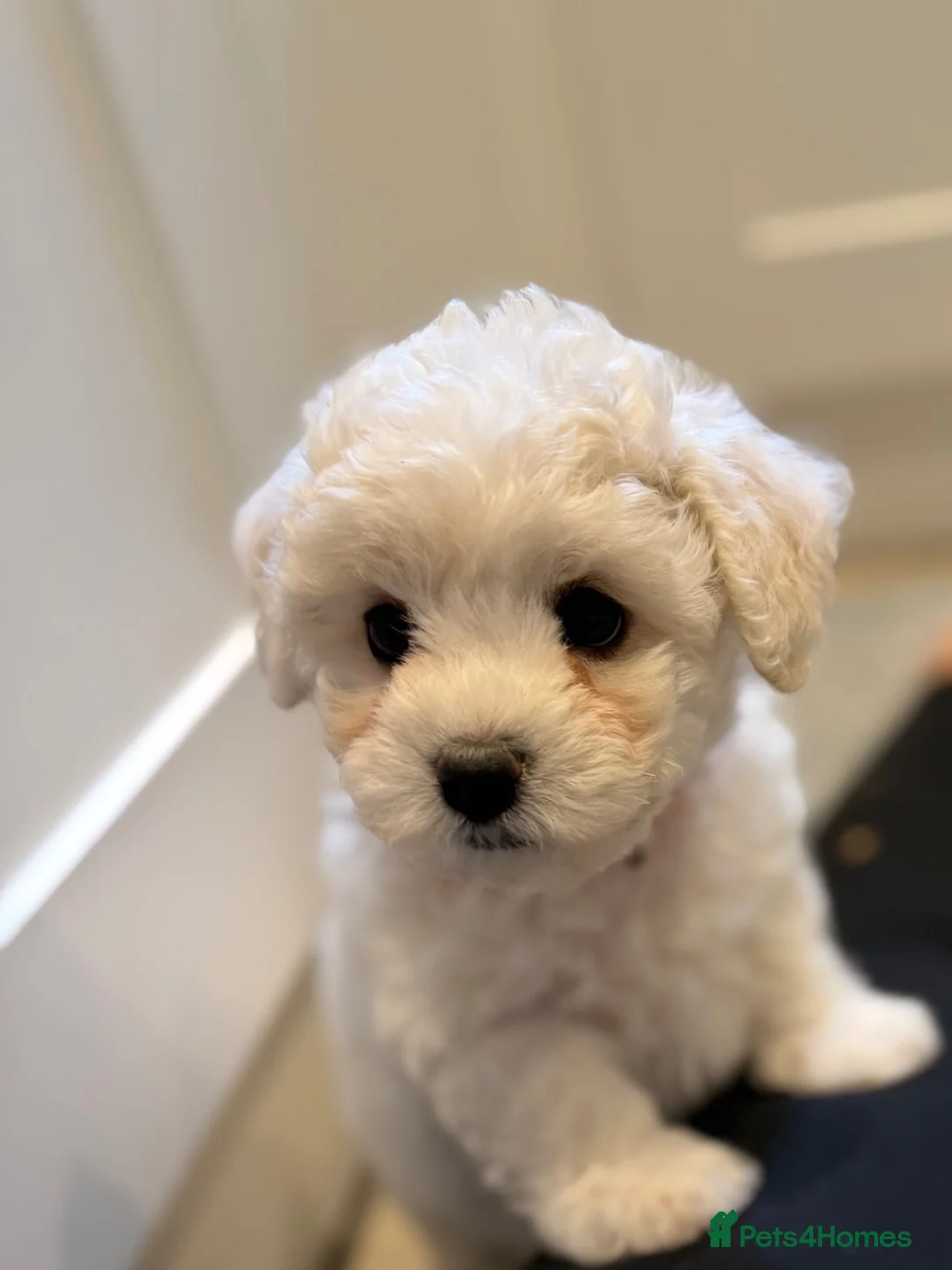 Bichon Frise dogs for sale: ⭐️Gorgeous Bichon Frise Puppies Available ⭐️ - Advert 1