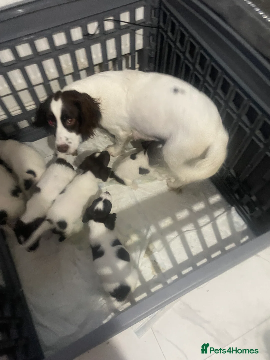 Cocker Spaniel dogs for sale: Cocker spaniel puppies for sale - Advert 6