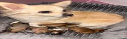 Pomchi dogs for sale: Pomchi Puppies - Advert 21