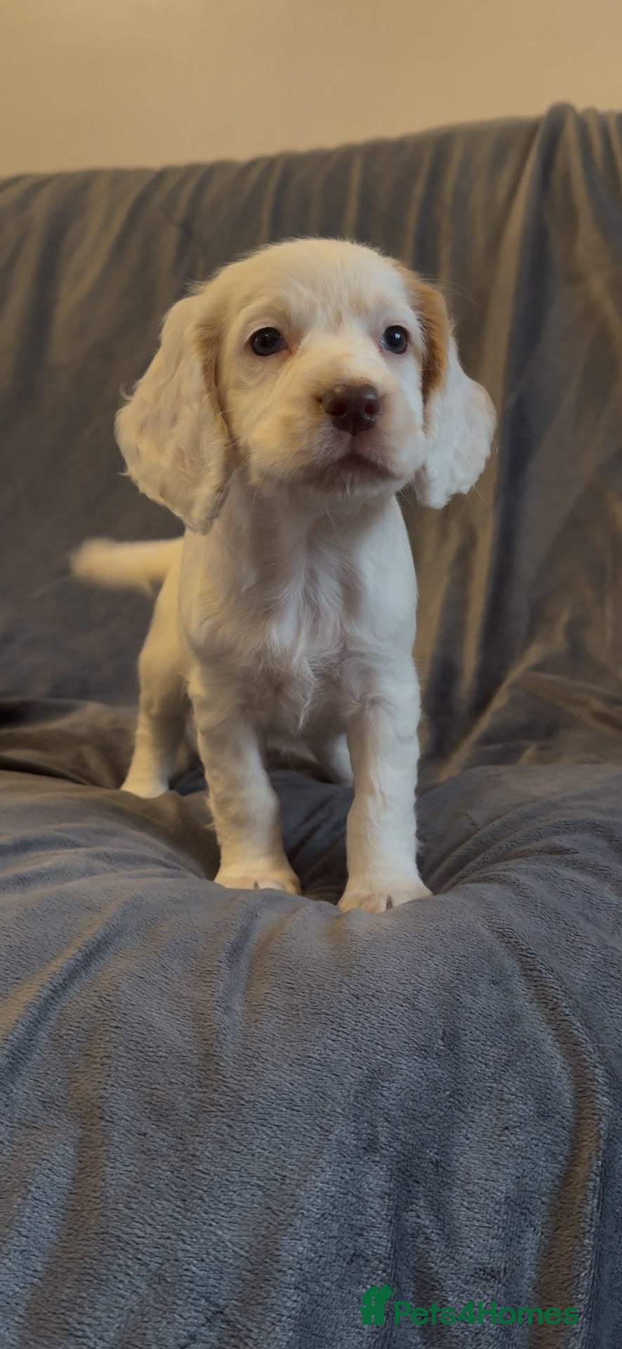 Cocker Spaniel dogs Half Show Half Working Cocker Spaniel Puppies  - Advert 4