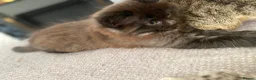Mixed Breed cats for sale: 2 male kittens - Advert 3
