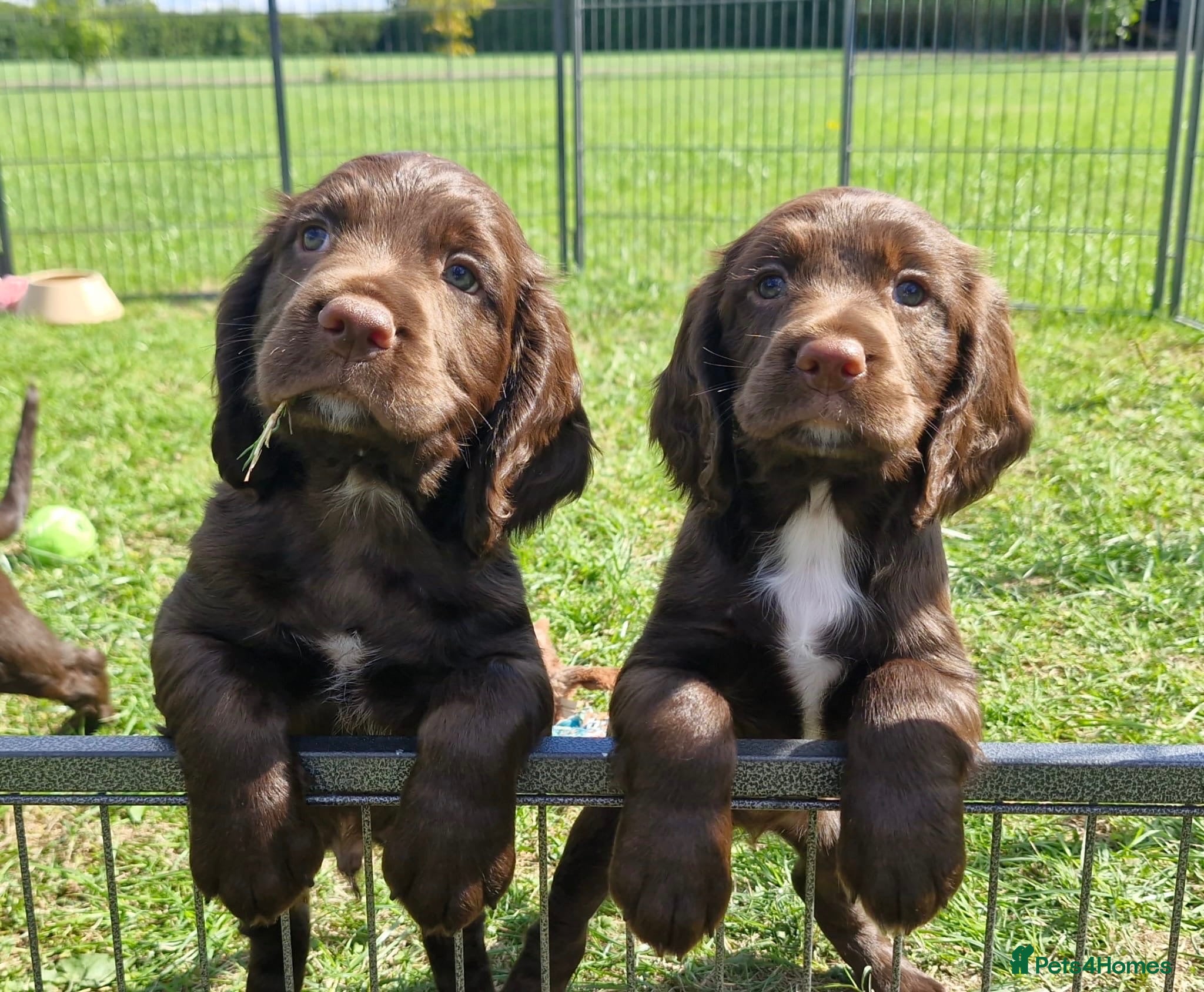 Sprocker dogs Fully Health Tested F1 Sprocker Spaniels - Advert 1