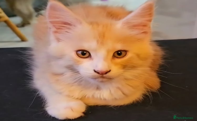 Maine Coon cats - Advert 2