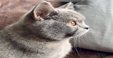 British Shorthair cats - Advert 12