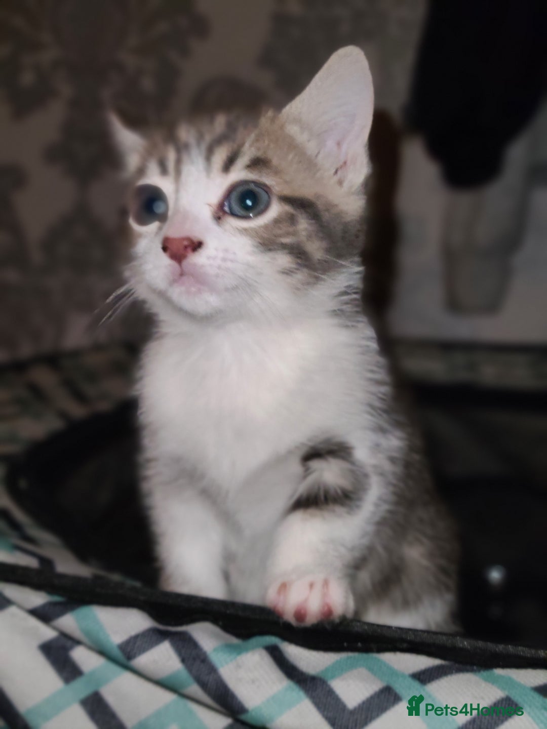 Mixed Breed cats for sale: 3 beautiful kittens - Advert 8