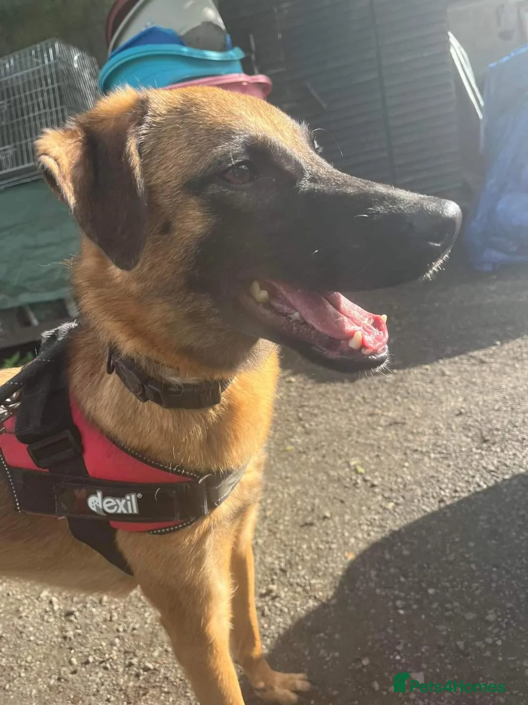 Mixed Breed dogs for adoption: Meet Ryder, currently residing in Cheshire  in Nantwich - Advert 10