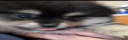 Pomeranian dogs for sale: Pomeranian puppies - Advert 4