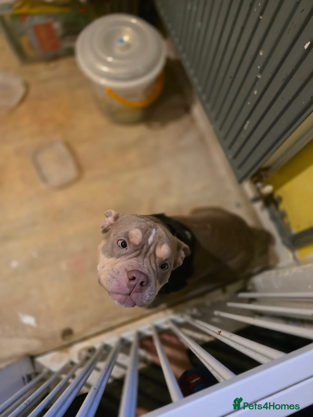 Shorty Bull dogs for sale: Beautiful exotic - pocket bully  - Advert 3