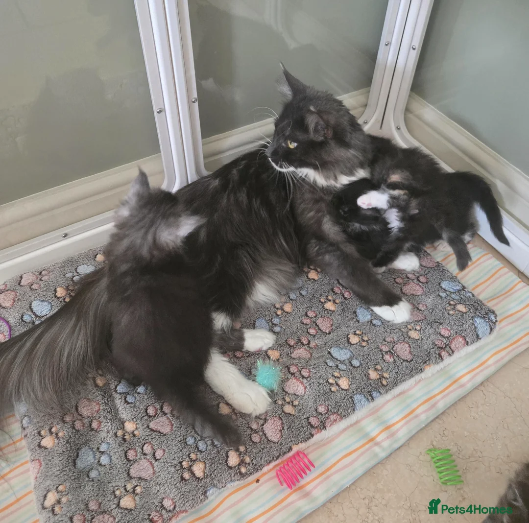 Maine Coon cats for sale: GCCF Registered Maine Coon Kittens  - Advert 6