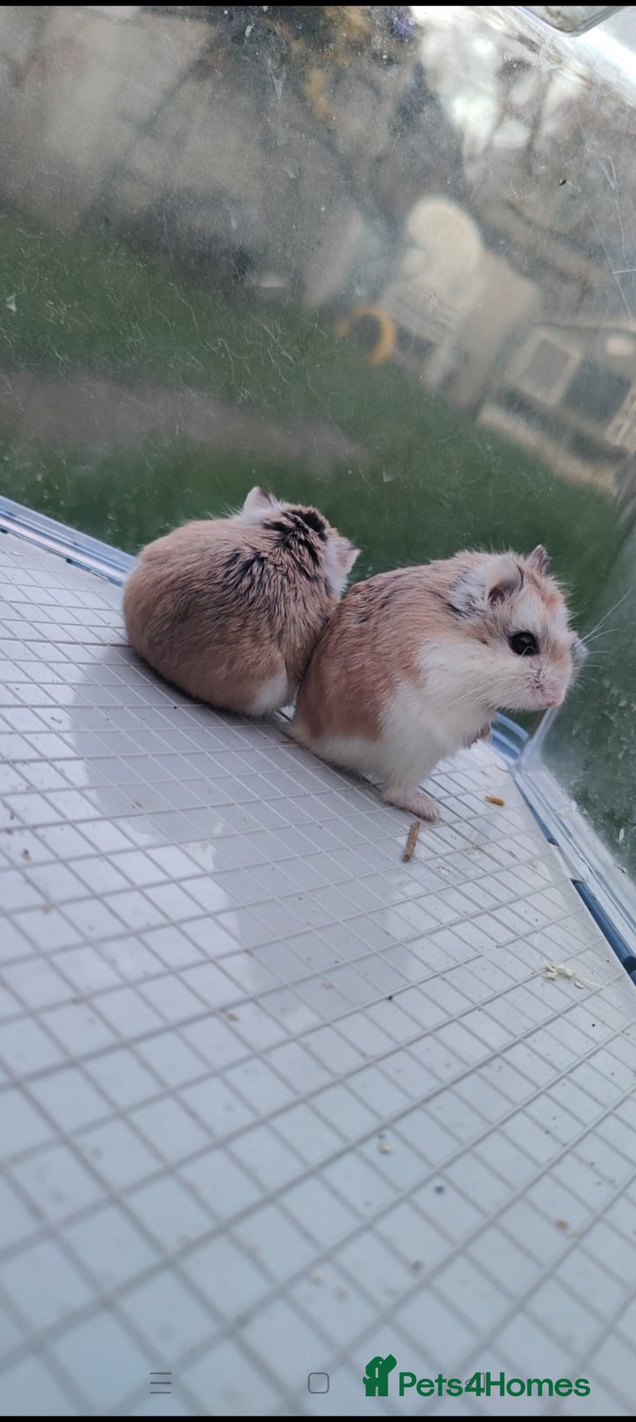 Hamster rodents for sale: Dwarf hamsters - Advert 1