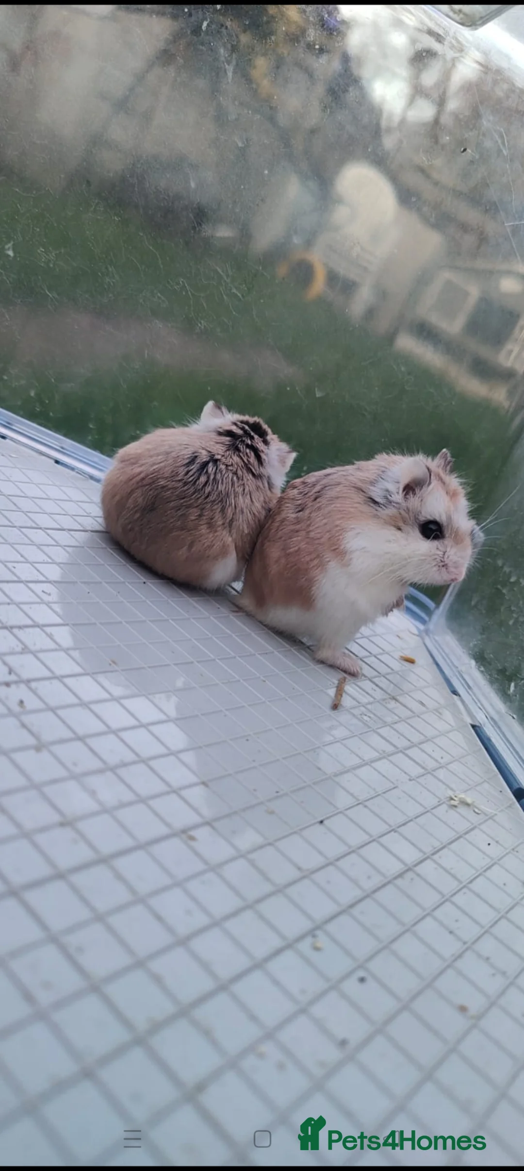 Hamster rodents for sale: Dwarf hamsters - Advert 1