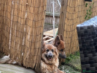 German Longhaired Pointer dogs Blue long hair German Shepard - Advert 5