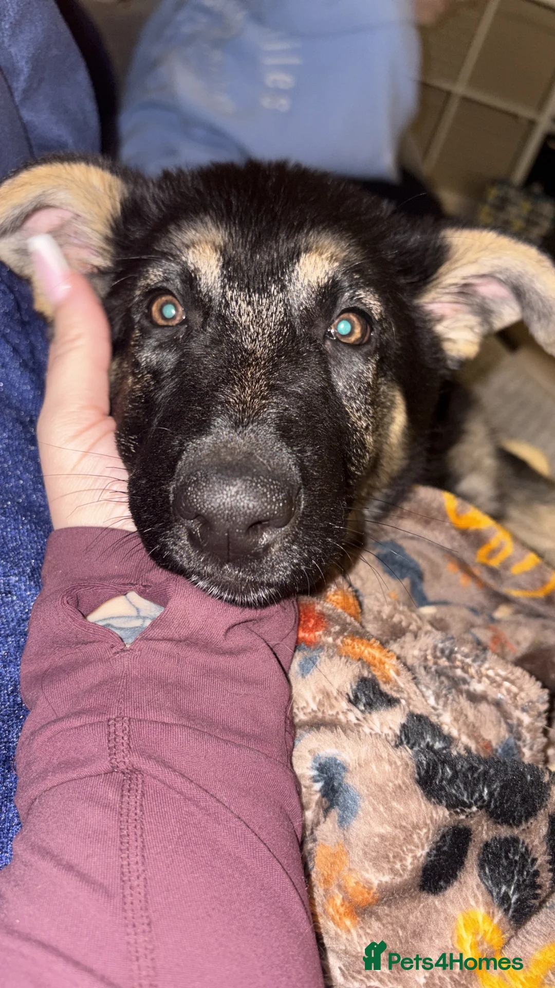 German Shepherd dogs for sale: Beautiful German shepherd girl - Advert 2