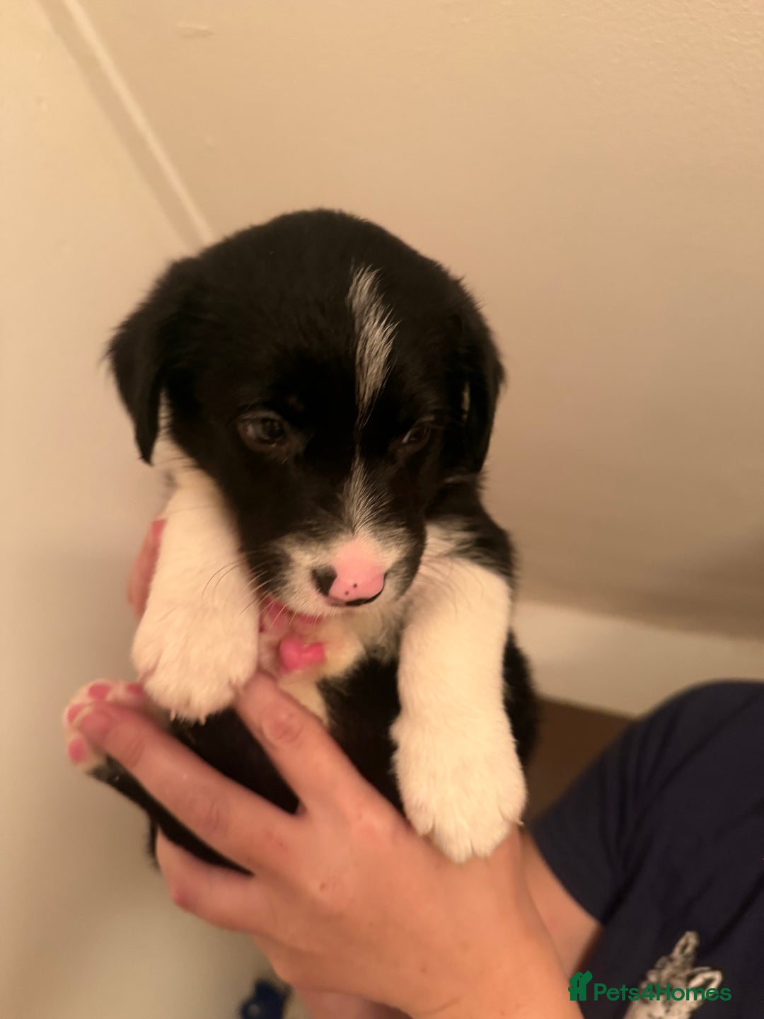 Border Collie dogs for sale: Border collie pups - Image 18