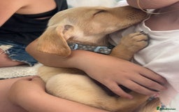 Labrador Retriever dogs for sale: Male golden Labrador puppy  - Image 2
