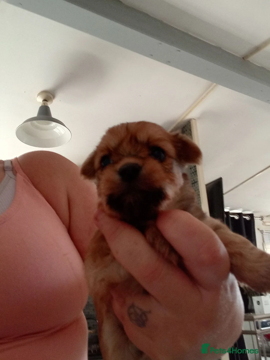 Chorkie dogs for sale: Chorkies - Advert 9
