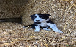 Border Collie dogs for sale: One Cheeky Boy  - Advert 5