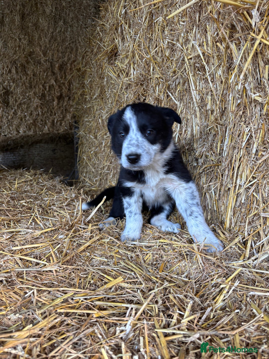 Border Collie dogs for sale: One Cheeky Boy  - Advert 5