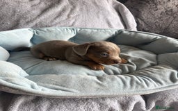 Miniature Dachshund dogs for sale: Miniature dachshund puppy’s  - Image 9