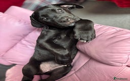 Cane Corso dogs for sale: Cane Corso puppy called “Baby” - Image 4