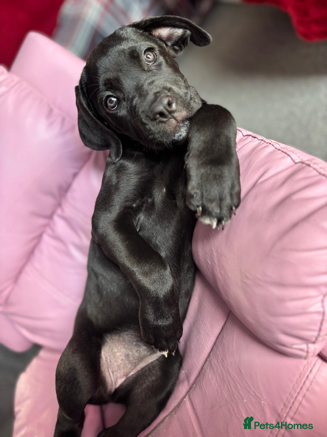 Cane Corso dogs for sale: Cane Corso puppy called “Baby” - Image 4