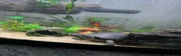Turtle reptiles for sale: Common musk turtle with tank  in Burton-on-Trent - Advert 4