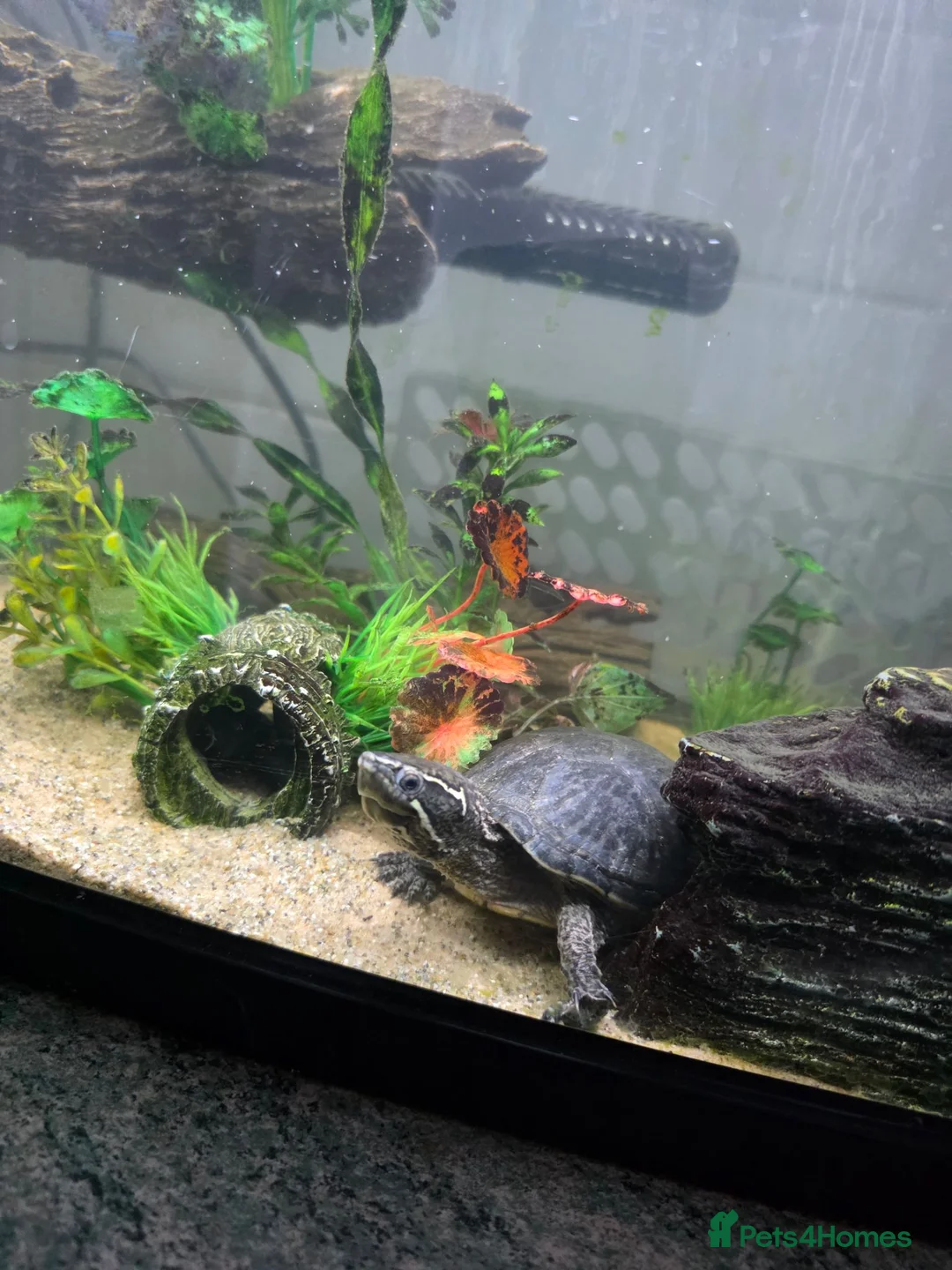 Turtle reptiles for sale: Common musk turtle with tank  in Burton-on-Trent - Advert 4