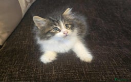 Maine Coon cats for sale: Adorable kittens mixed maine coon - Image 5