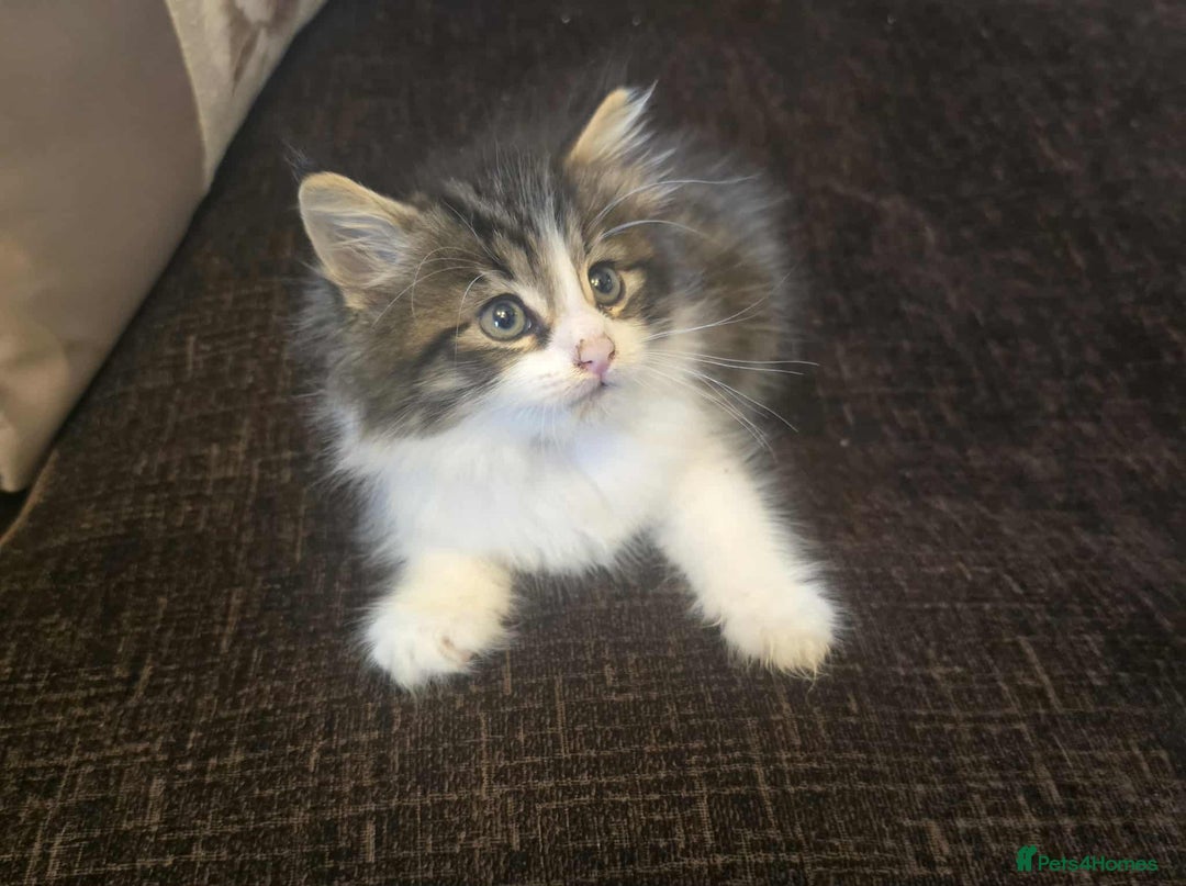 Maine Coon cats for sale: Adorable kittens mixed maine coon - Image 5