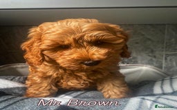 Cavapoo dogs for sale: Stunning Health Tested F1BB Cavapoo’s 🧬 - Image 3