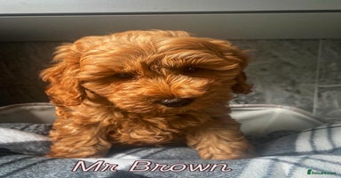 Cavapoo dogs - Advert 9