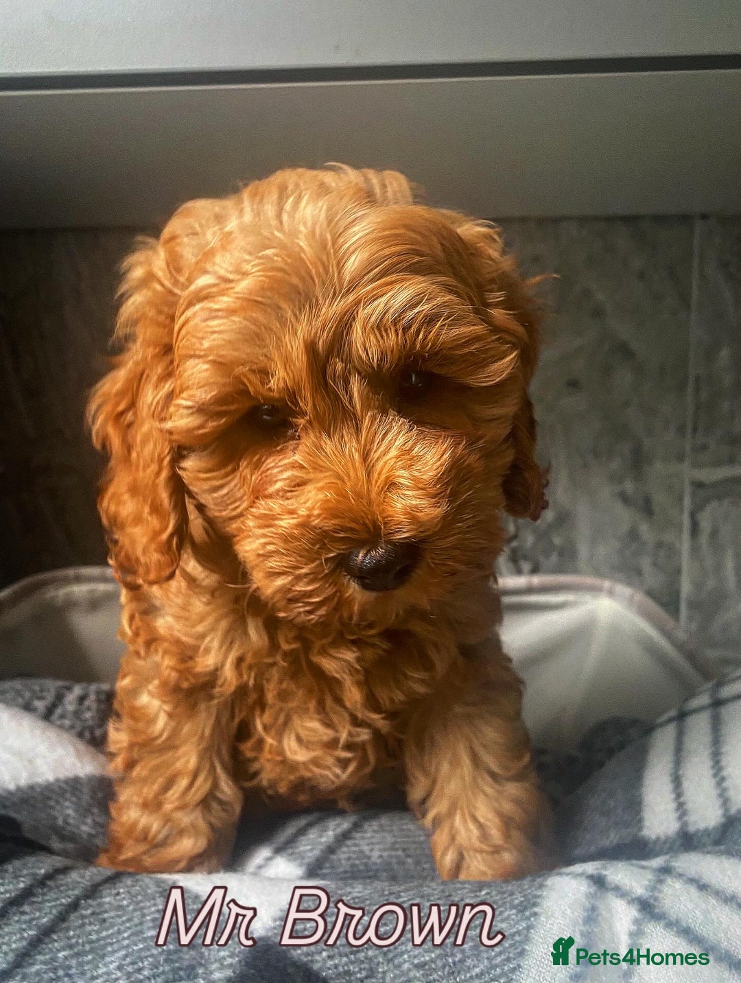 Cavapoo dogs for sale: Stunning Health Tested F1BB Cavapoo’s 🧬 - Image 3