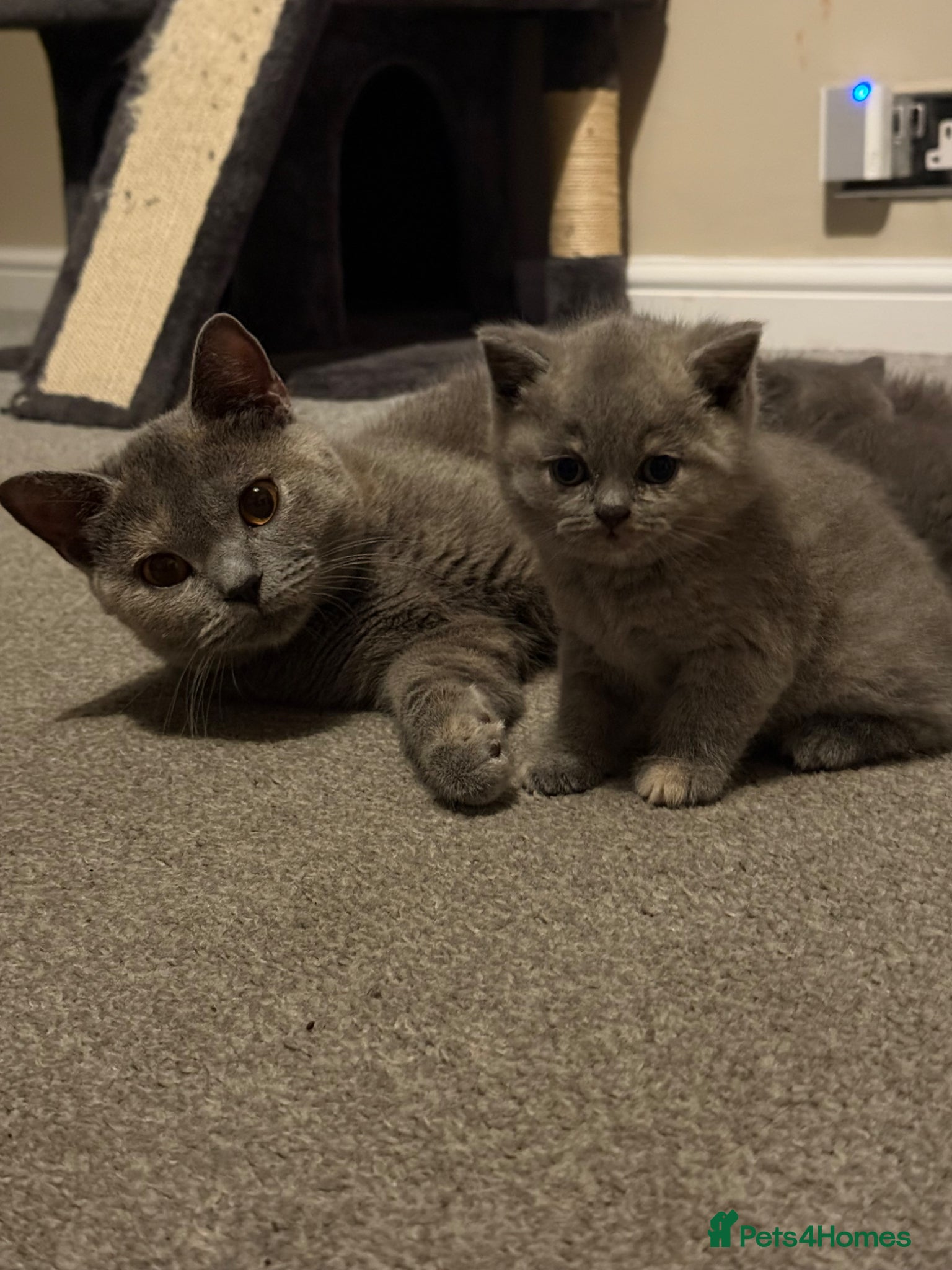 British Shorthair cats 1 male and 1 female British short hair kitten  - Advert 13