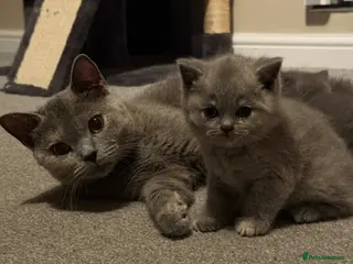 British Shorthair cats 1 male and 1 female British short hair kitten - Advert 1