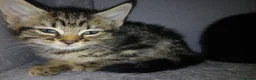Mixed Breed cats for sale: 5 Beautiful kittens for sale - Advert 17