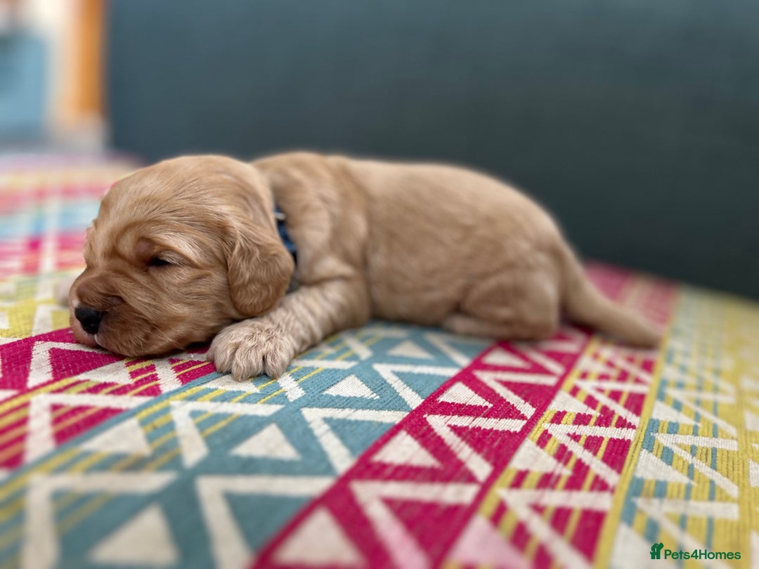 Cockapoo dogs for sale: Beautiful Cockapoo’s - Advert 3