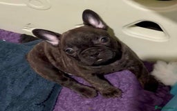 French Bulldog dogs for sale: Home-Reared French Bulldog Puppies – KC Registered - Image 2