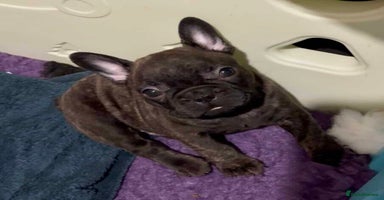French Bulldog dogs - Advert 9