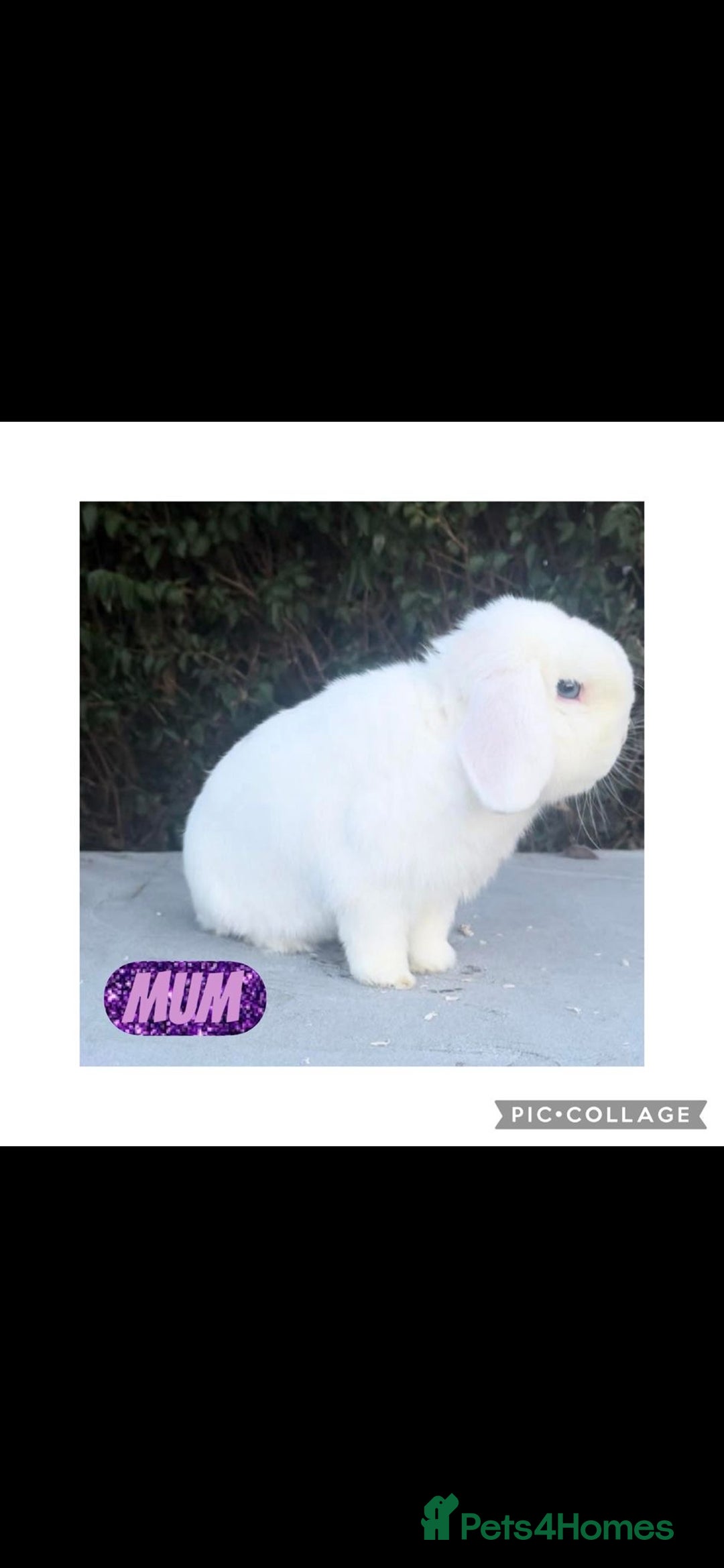 Mini Lop rabbits for sale: READY NOW Beautiful mini lop babies  - Advert 15