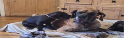 Great Dane dogs for sale: Only 2 beautiful Great Dane girls left. Ready now - Advert 24